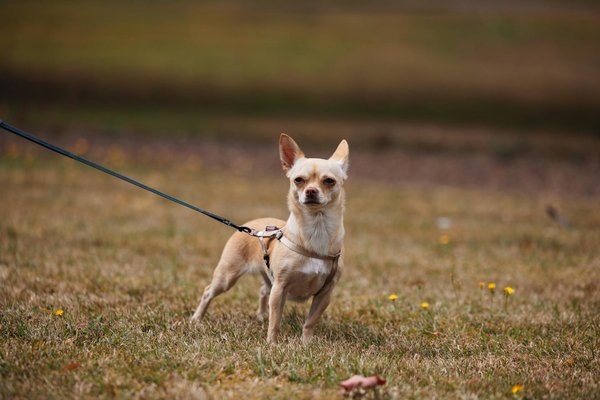 10 faits fascinants sur les sauterelles que vous ne saviez pas