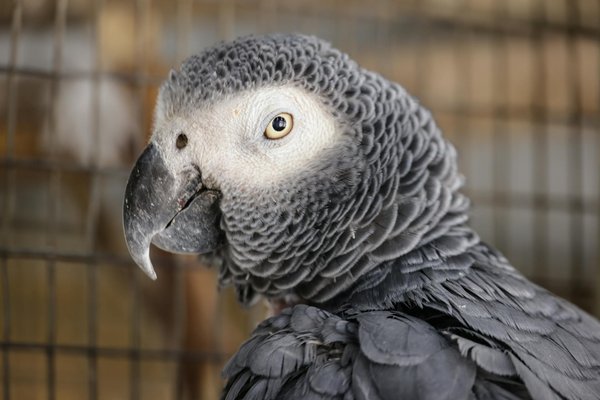 Les reptiles et les enfants : un mariage possible ou une mauvaise idée ?