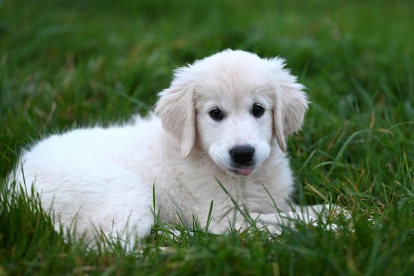 10 astuces pour intégrer harmonieusement un nouveau chien chez soi