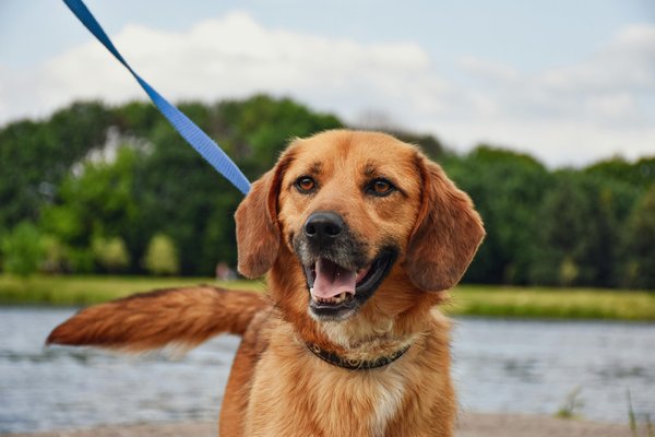 Les meilleures laisses chien pour des balades en toute sécurité